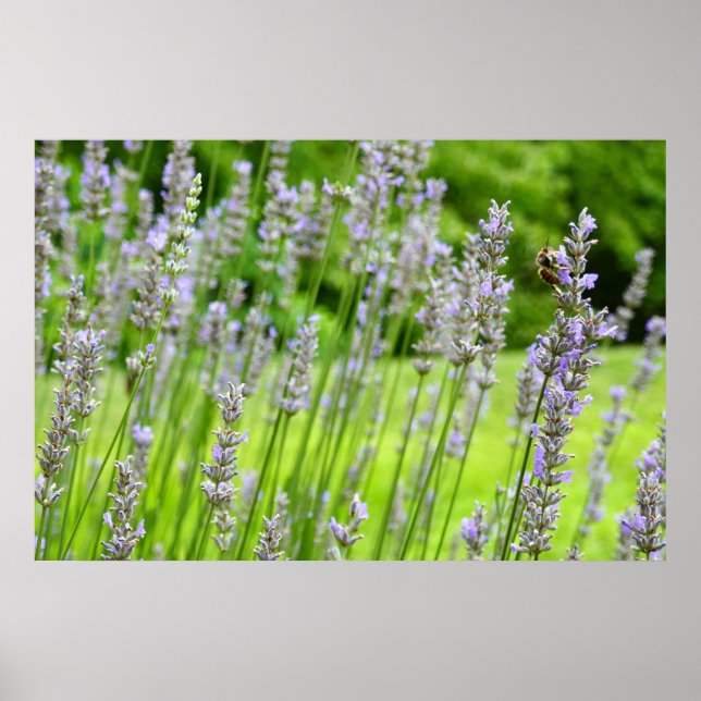 Poster Abeille sur Lavender Summer Floral (Devant)