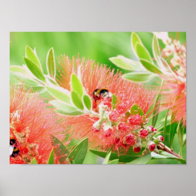 Poster Abeille sur le fond (Devant)