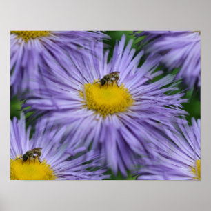 Poster Abeille Sur Les Fleurs Violettes Nature