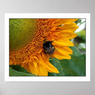 Poster Abeille sur tournesol I
