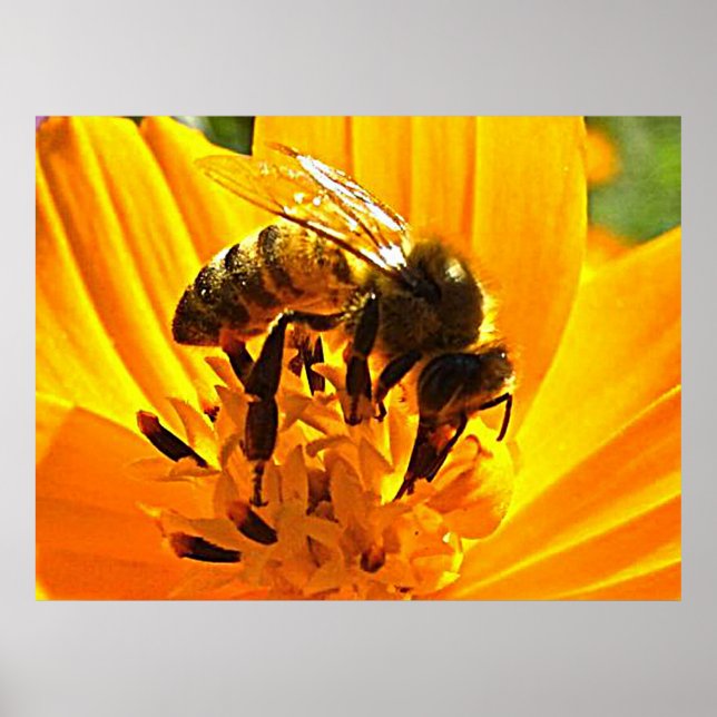 Poster Abeille sur une fleur (Devant)