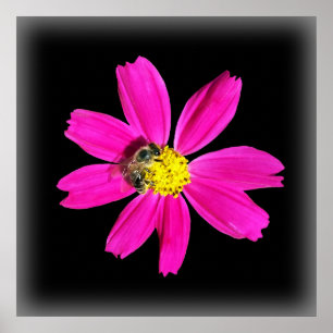 Poster abeille sur une fleur rose