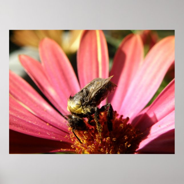 Poster Abeille sur une pluie (Devant)