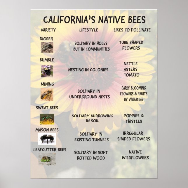 Poster Abeilles autochtones de Californie (Devant)