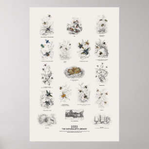 Poster Abeilles - Bibliothèque du naturaliste