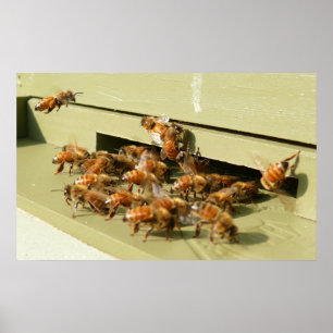 Poster Abeilles de miel