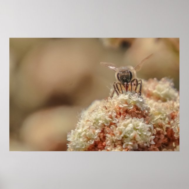 Poster Abey Happy (Devant)