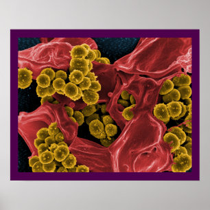 Poster abrégé sur microbiologie de biologie pour