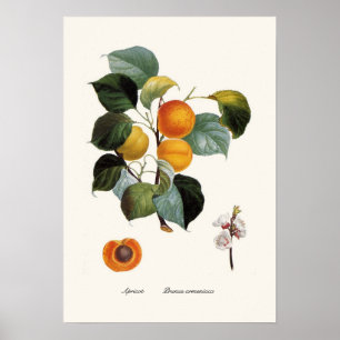 Poster Abricot