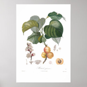 Poster Abricot, premier abricot