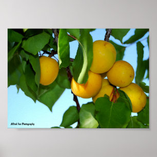 Poster Abricots dans un ciel bleu