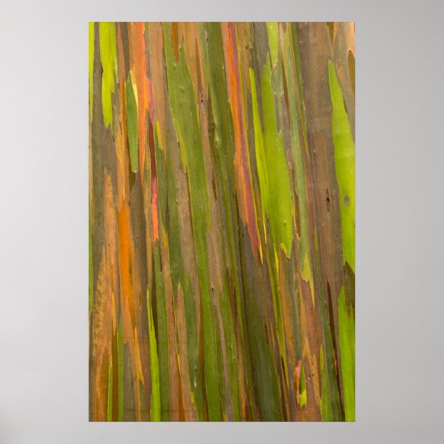 Poster Abstract d'Eucalyptus (Devant)