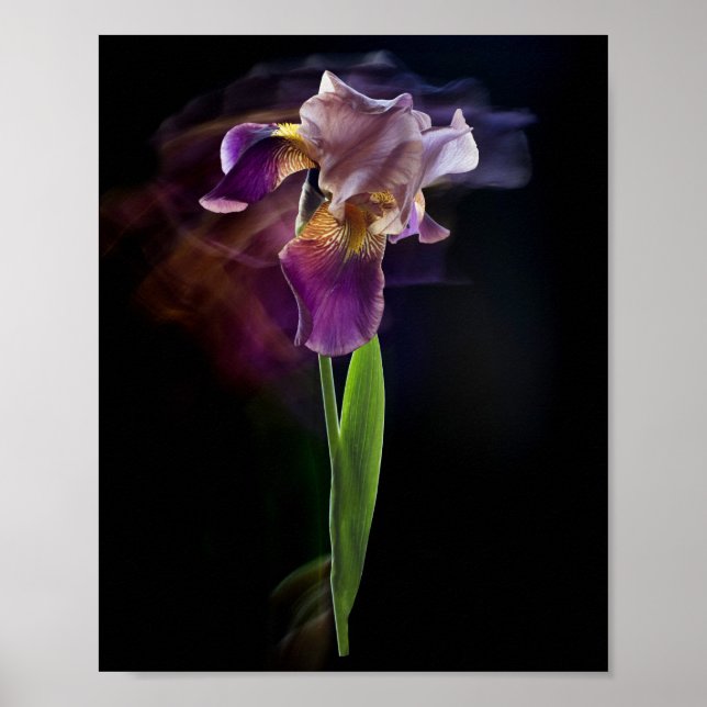 Poster Abstract Iris Flower – Elegant Floral Art (Devant)