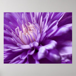 Poster Abstrait de fleurs violettes