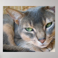 Abyssinian Chat Big Blue Green Eyes