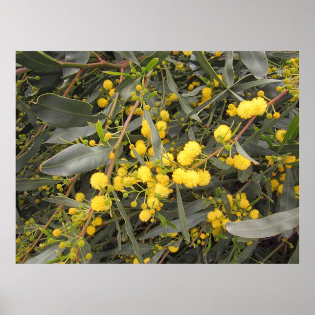 Poster Acacia (Devant)