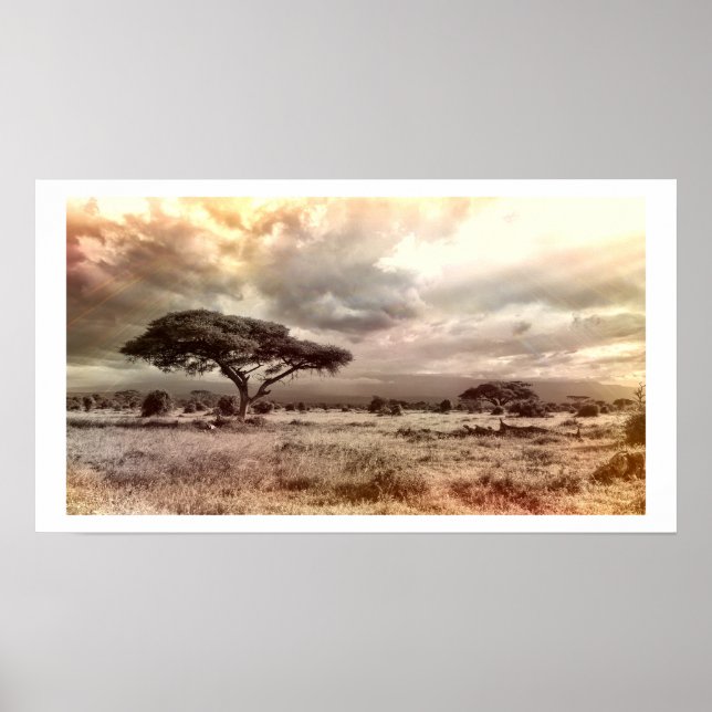 Poster Acacia noir et blanc sur le African Savanna Post (Devant)