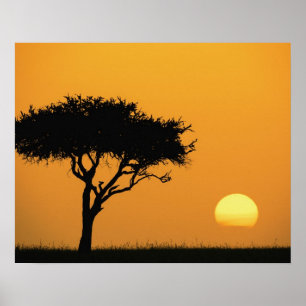 Poster Acacia unique silhouette au lever du soleil, Masai
