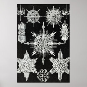 Poster Acanthophracta, animal aquatique Wunderstrahlinge
