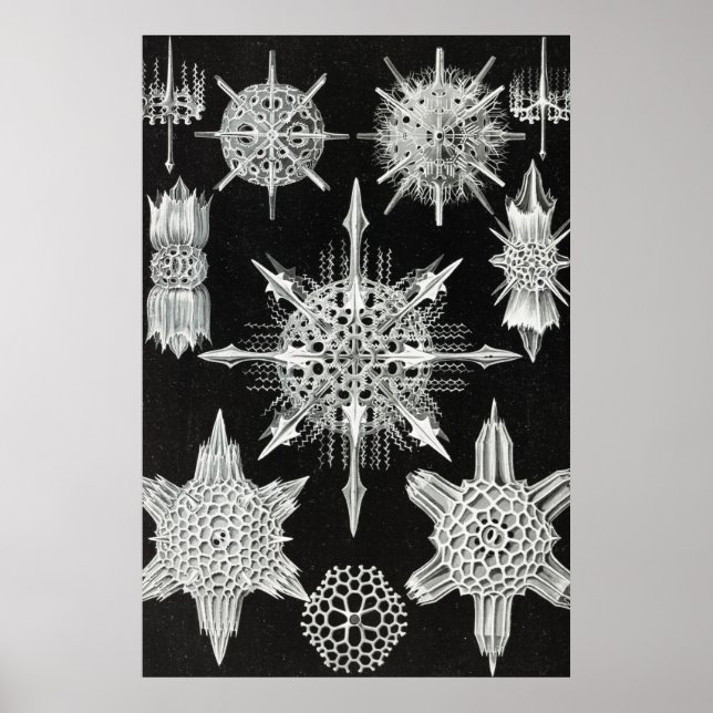 Poster Acanthophracta, animal aquatique Wunderstrahlinge (Devant)