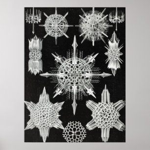 Poster Acanthophracta, animal aquatique Wunderstrahlinge