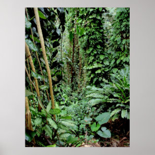 Poster Accueil à la jungle