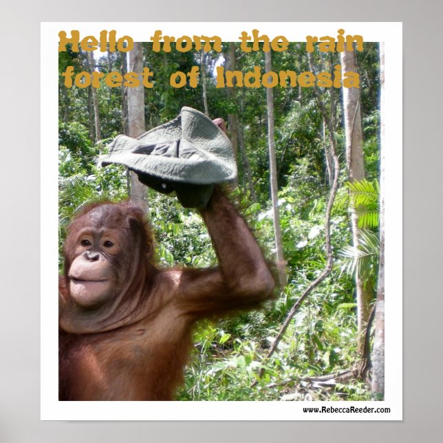 Poster Accueil forêt tropicale orangoutaise (Devant)