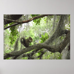 Poster Accumulez dans l'arbre 40" X 27"