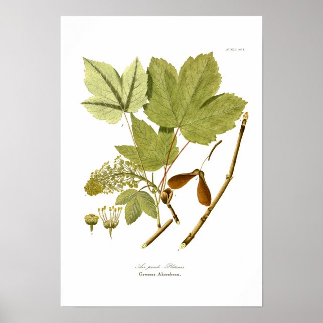 Poster Acer pseudo-platanus (Devant)