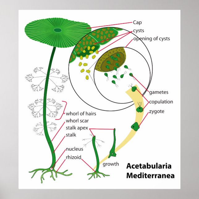 Poster Acetabularia Mediterranea Diagramme du cycle de vi (Devant)