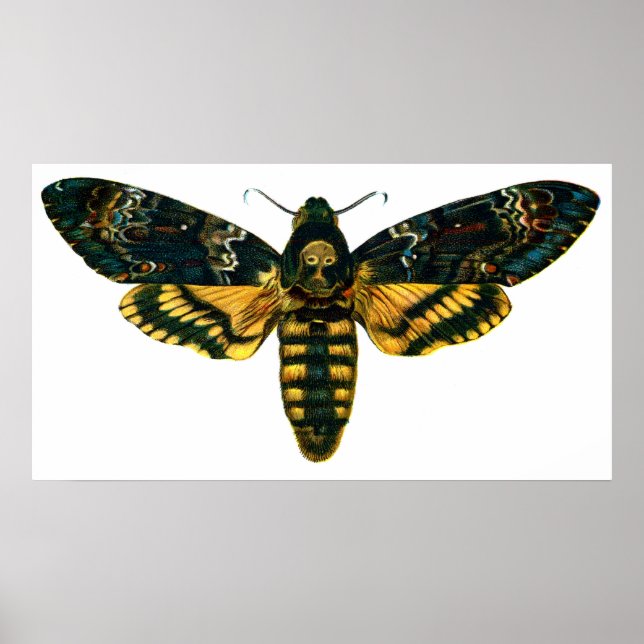 Poster Acherontia atropos (Moelle Hawkmoth de la tête de  (Devant)