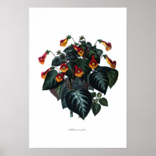 Poster Achimenes