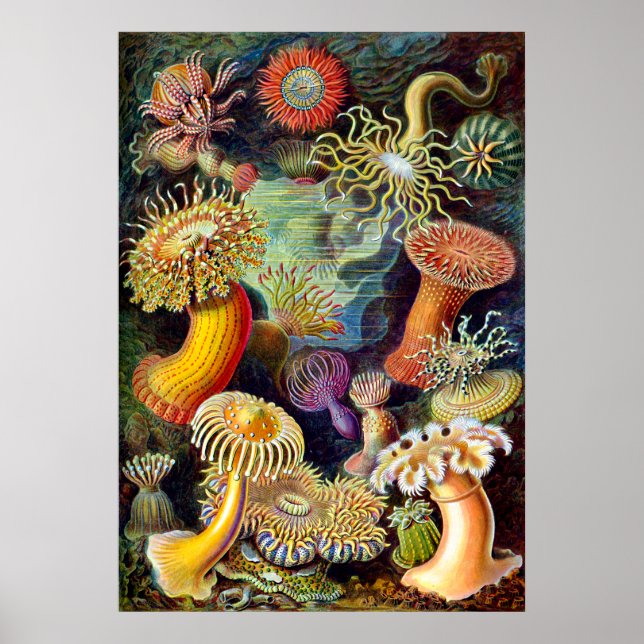 Poster Actiniae par Ernst Haeckel (Devant)