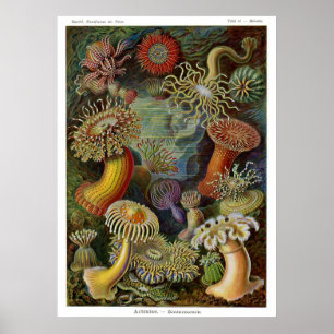 Poster Actinies d'Ernst Haeckel