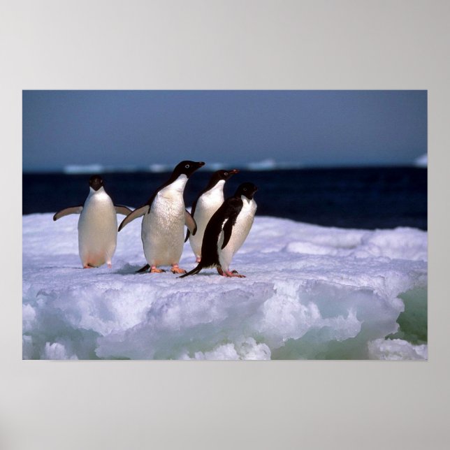 Poster Adelie Penguins (Devant)