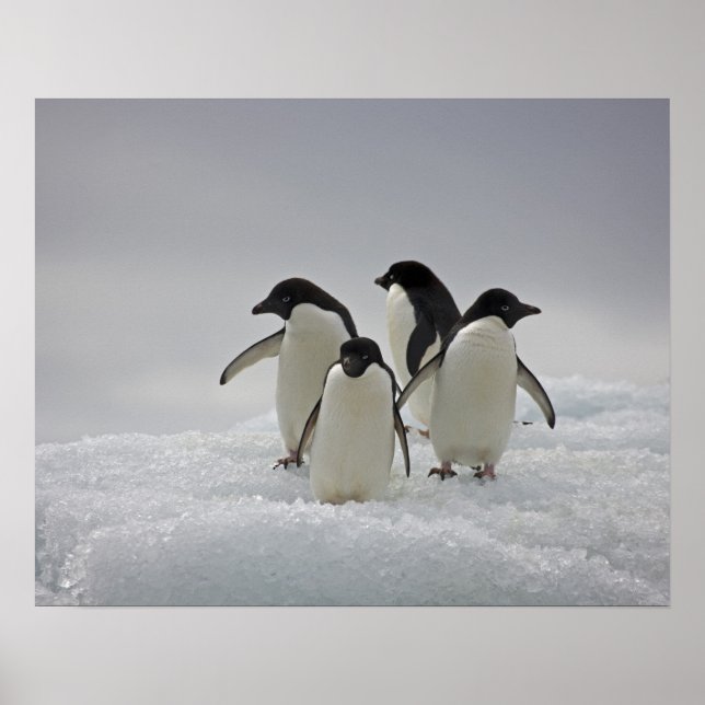 Poster Adelie Penguins sur les flux de glace (Devant)