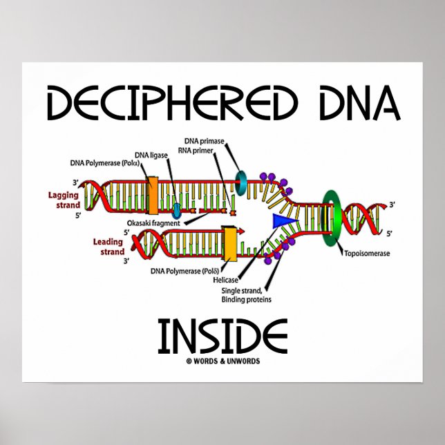 Poster ADN déchiffré dans la biologie de réplication de l (Devant)