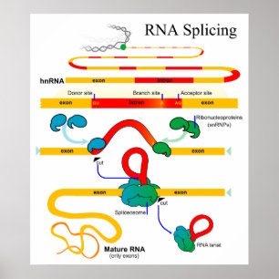 Poster ADN épisser biologie moléculaire Diagramme génétiq
