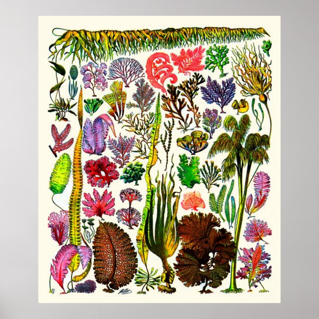 Poster Adolphe Millot ~ Algues (Devant)