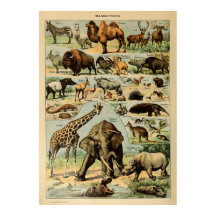 Adolphe Millot Animaux