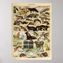 Adolphe Millot Animaux