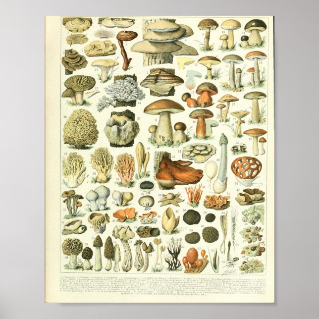 Poster Adolphe Millot Champignon (Devant)