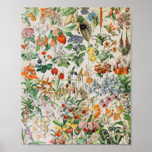 Poster Adolphe Millot fleurs D