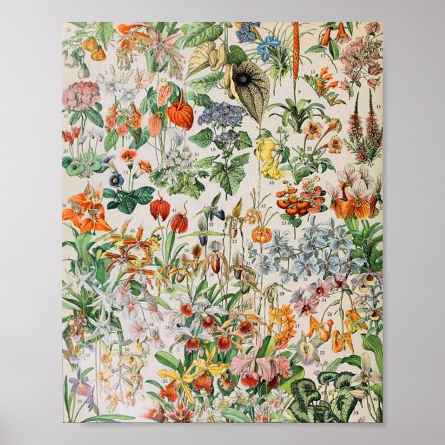 Poster Adolphe Millot fleurs D (Devant)