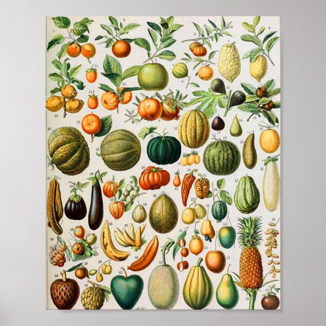 Poster Adolphe Millot fruits B (Devant)