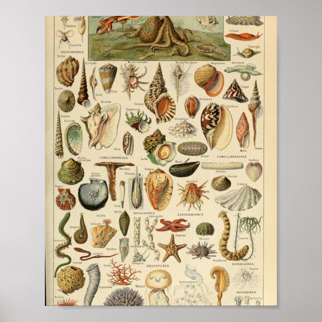 Poster Adolphe Millot Mollusques Pour Tous (Devant)