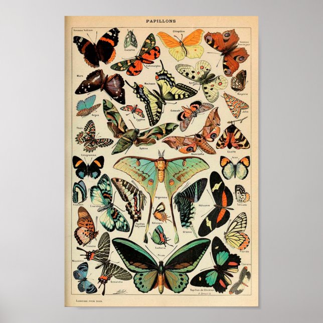 Poster - Adolphe Millot Papillons Papillons (Devant)