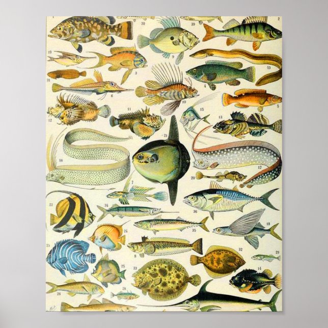 Poster Adolphe Millot poisson A (Devant)