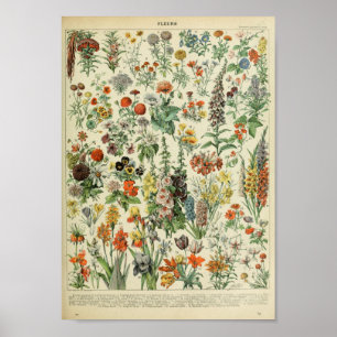 Poster Adolphe Philippe Millot Fleurs