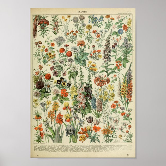 Poster Adolphe Philippe Millot Fleurs (Devant)